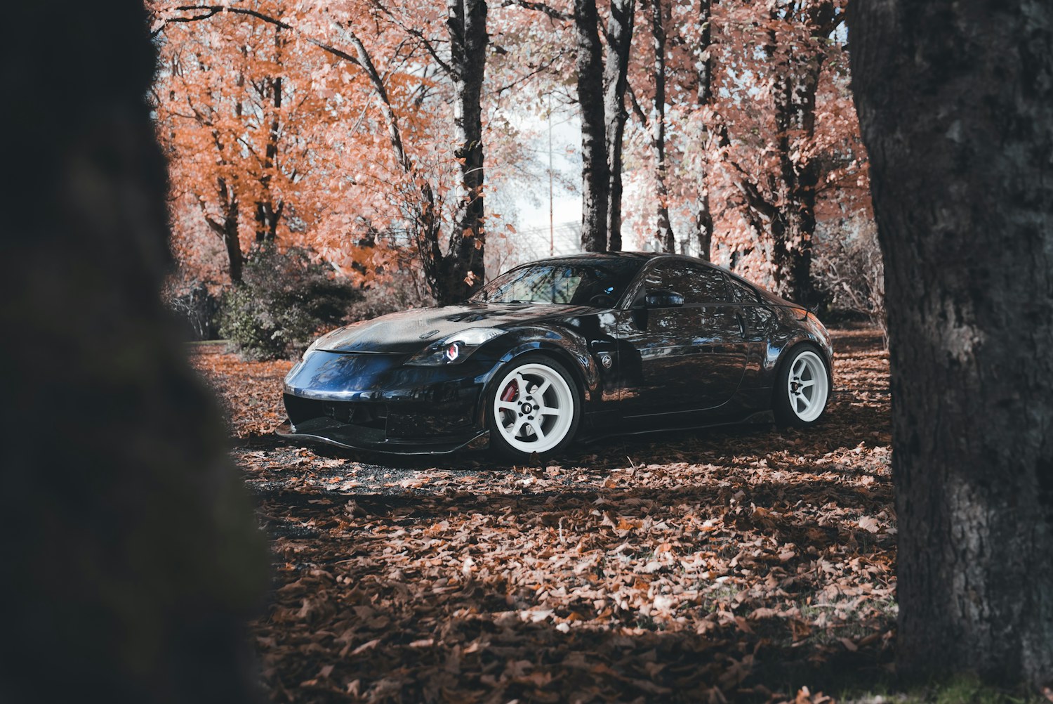 Black sports car parked among autumn trees